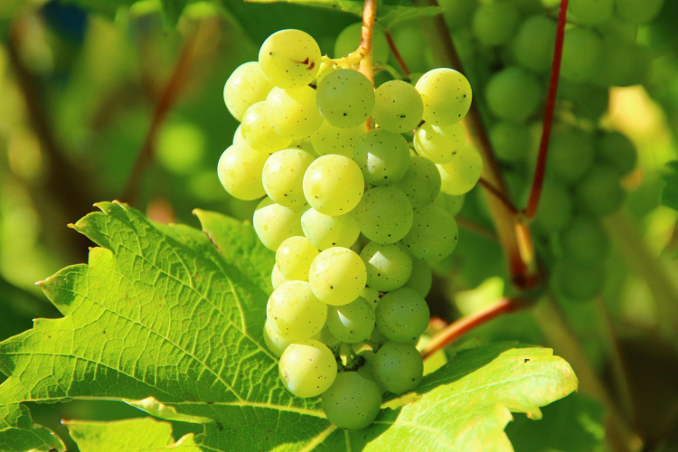 Betegség fenyegeti a szőlőt, nincs ellene növényvédő szer