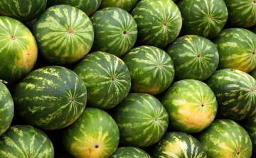 Beindult a dinnyeszezon