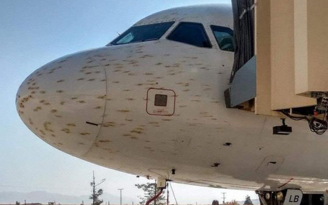Sáskarajjal ütközött az Airbus gépe