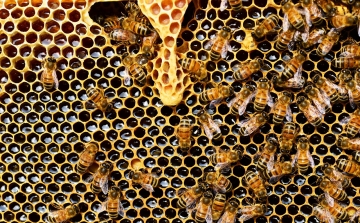 Szigorítaná a méhek védelmét az Európai Parlament