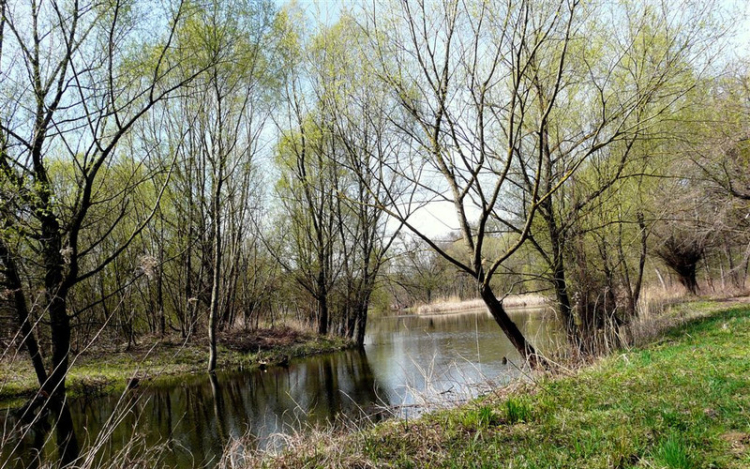 Vízből mentettek ki egy nőt Győr határában