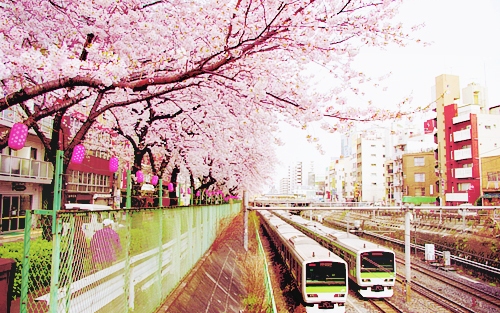 Lassabban járnak a vonatok a cseresznyefa-virágzás miatt 