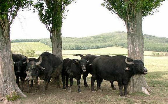 Bivalytámadás Mályinkán - Mentőhelikopter vitte el a két súlyos sérültet