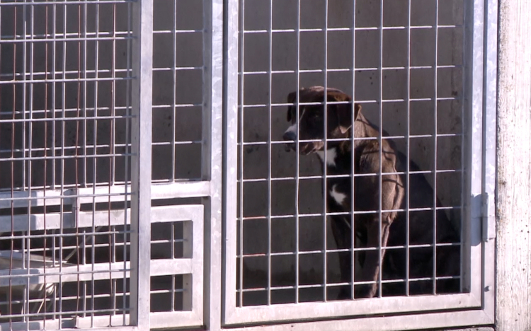 Nagyobb esély a kóbor kutyáknak