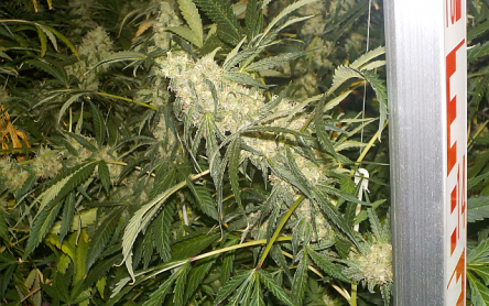 Kábítószert termesztett Győrszemerén