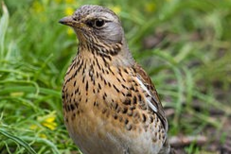 Madártetemek egy autóban