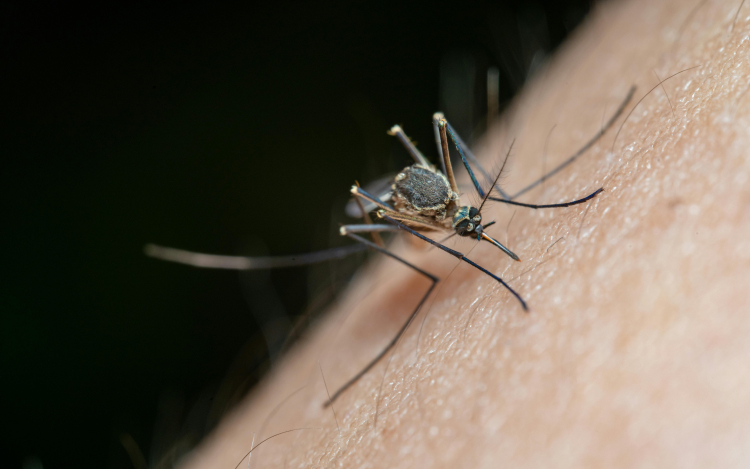 Már most szólunk: Szúnyogriadó!