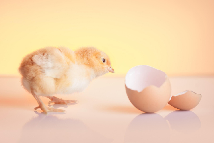 A keltetésre alkalmas tojások jellemzői