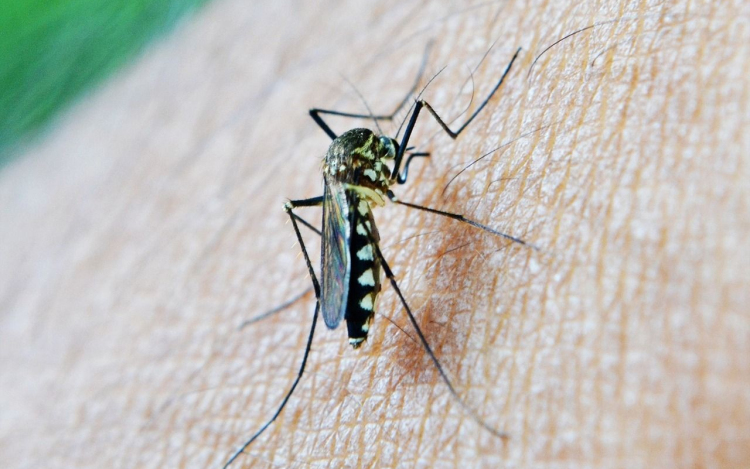 Sok eső esett, rengeteg a szúnyog