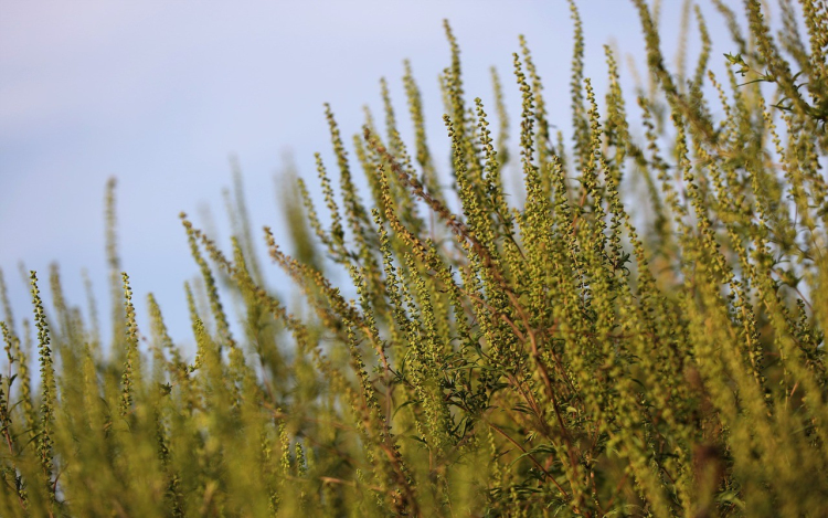 Lassan fellélegezhetnek azok, akik szenvednek a parlagfűtől