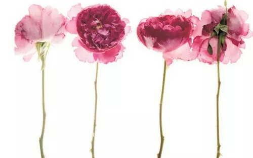 A magyar költészet napja - Keddi vers