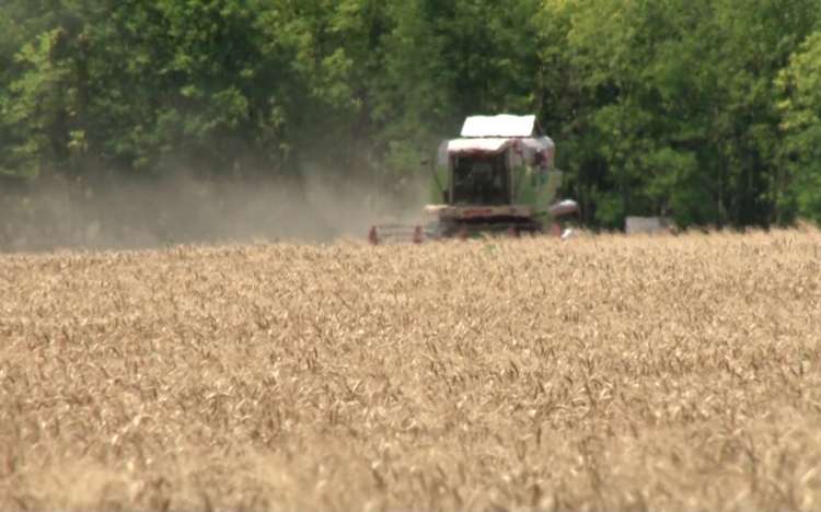 A búza egy része már a magtárban van