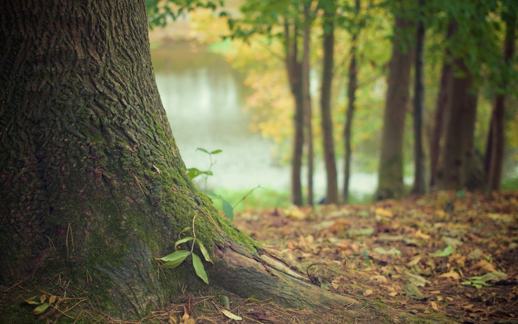 Megvannak az Év Fája verseny győztesei