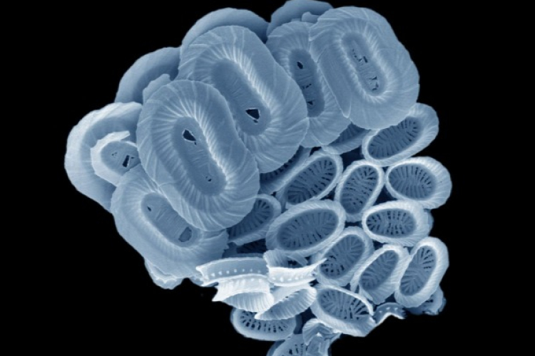 Egysejtű alga kapta nevét az A kék bolygó című sorozatról