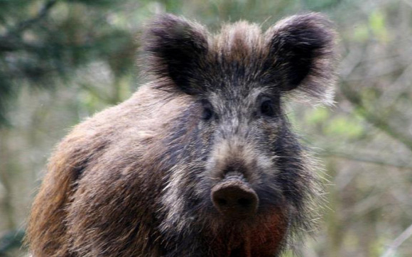 Megjelent a sertéspestis egy budakeszi vadasparkban
