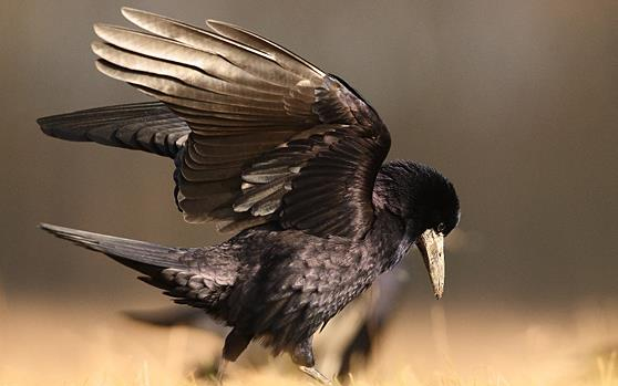 Varjak támadnak emberekre Budapesten 