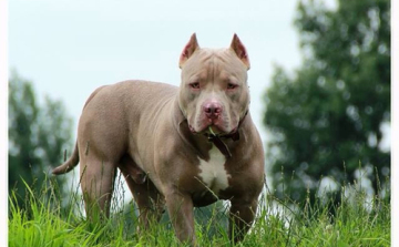 Pitbullok tépték szét a 2 éves kisfiút 