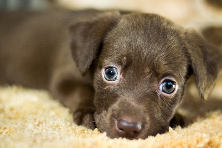 Erről minden kutyásnak tudnia kell