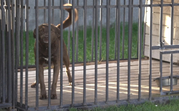 Sok dolguk volt az önkénteseknek