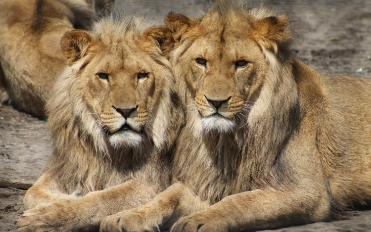 Fogamzásgátlás az állatkertben: akár emberi gyógyszereket is bevethetnek