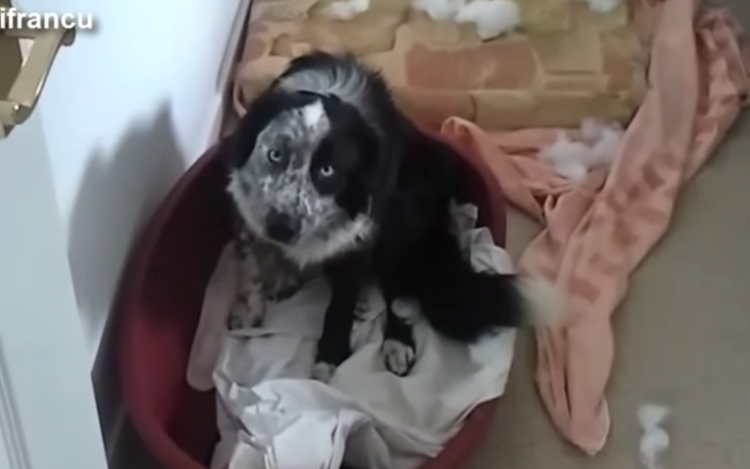 A nap videója: Bűnbánó kutyák