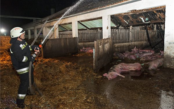 Elpusztult mintegy száz sertés egy hizlaldában keletkezett tűzben Lázinál