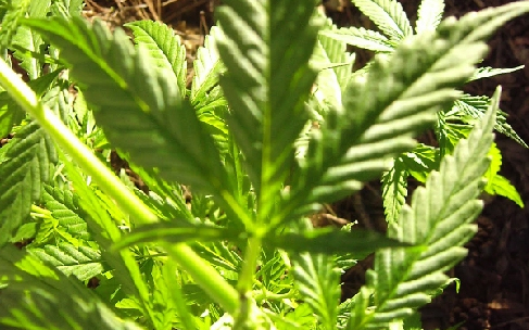 Vadkendert termesztett pincéjében a 45 éves asszony