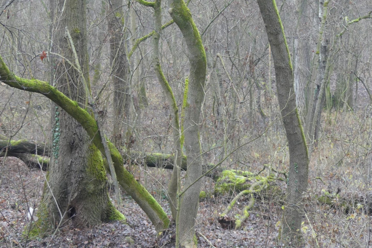 Fákat vágnak ki a Püspökerdőben