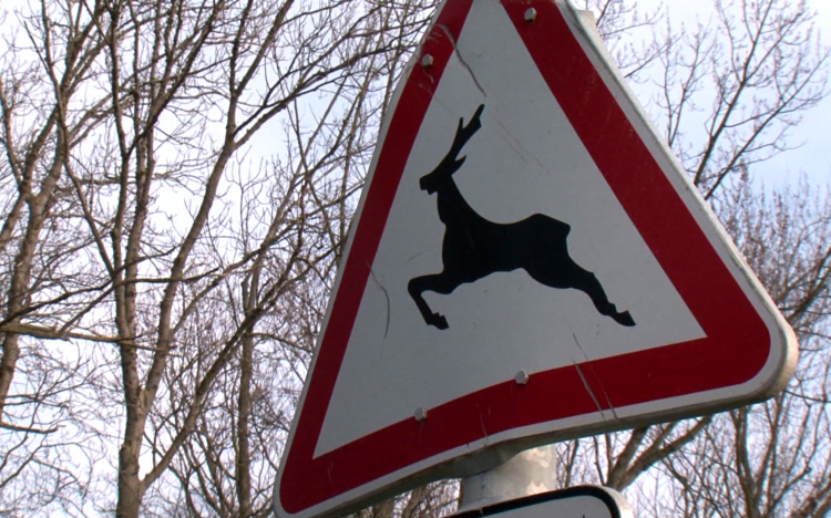 Óvatosan közlekedjünk az erdőkben