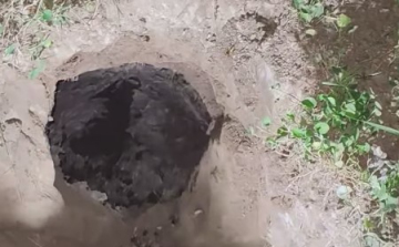 Darázsveszély Écsen! – felszámolták a rekordnagyságú fészket