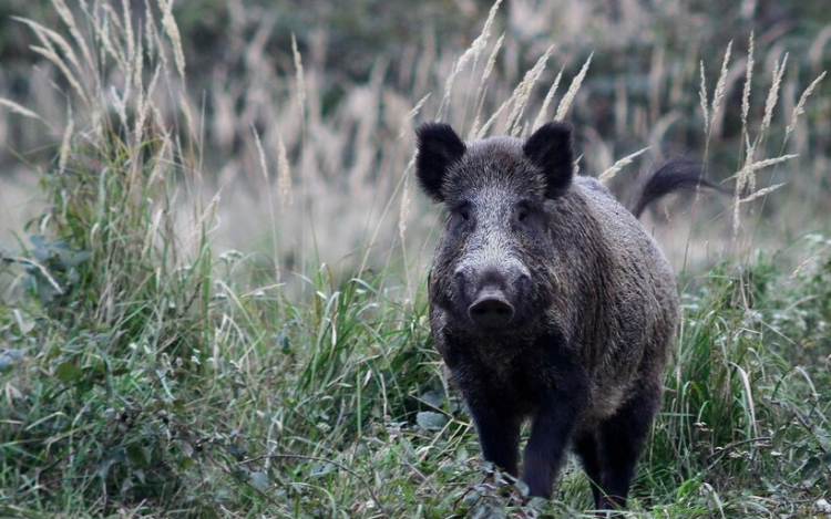 Az ikrényiek nem kérnek a vadriasztó hangágyúkból 