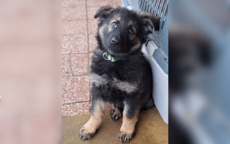 Új taggal bővült a Kulcsár Kutató Mentőkutyás Szolgálat