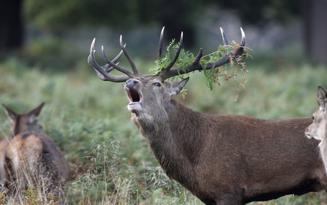Szarvasok törtek be csukott ablakon egy idős asszonyhoz