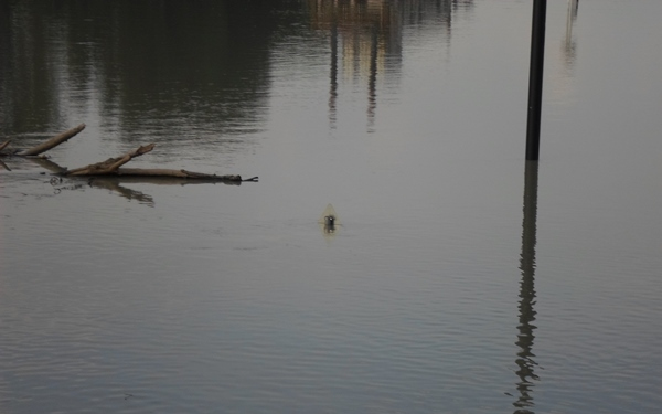 Árvíz - Két oldalról kell védeni Koroncót