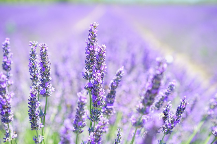 Ezek a növények segítenek, hogy jobban tudj aludni