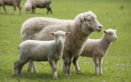 Drágul a bárány idén húsvétkor