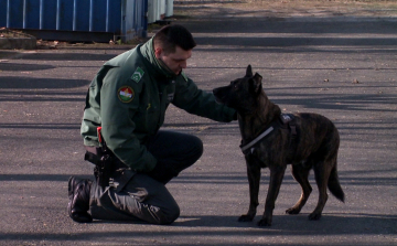 Kutyákat keres a NAV