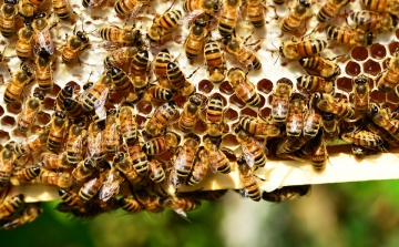 Elhullott méhek mintegy negyede Békésben
