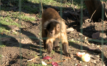 Jó évet zárt az állatkert