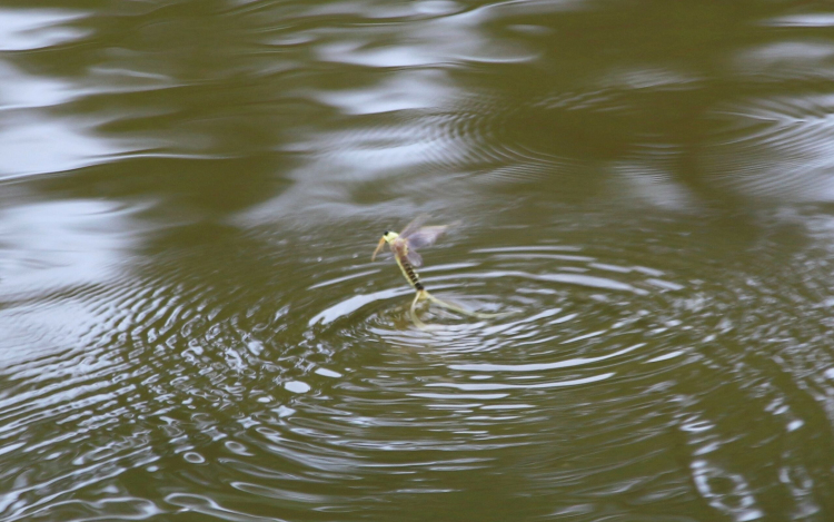 Így táncolnak a kérészek a Rába győri szakaszán