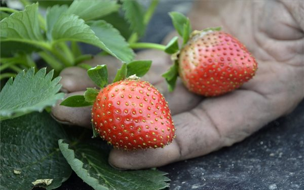 Őszi csoda: érik az eper!