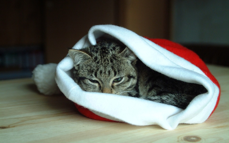 Kisállatot karácsonyra?