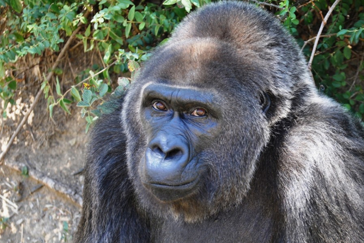 63 évesen elpusztult a legidősebb gorilla