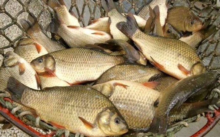 Indul a karácsonyi kitelepülős halvásár: ennyibe kerül a ponty