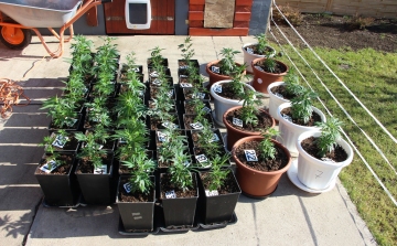 Négy kábítószer-ültetvényt, 10 kiló marihuánát foglaltak le Csongrád megyében 