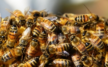 A méhek pusztulása ellen indult akció
