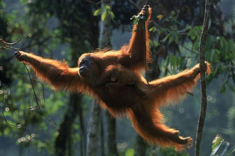 Augusztus 19-én van az orangutánok világnapja