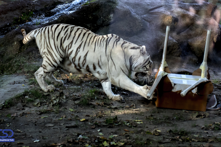 Sok embert vonzott az Állatkertek Éjszakája