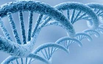 Négyszázezer éves ember DNS-ét rekonstruálták