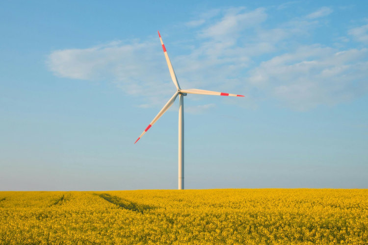 IV. Sövény – Ökoolimpia Győrben